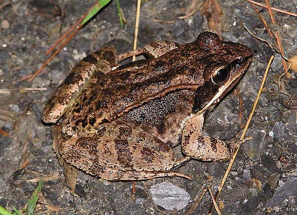 Wood Frog