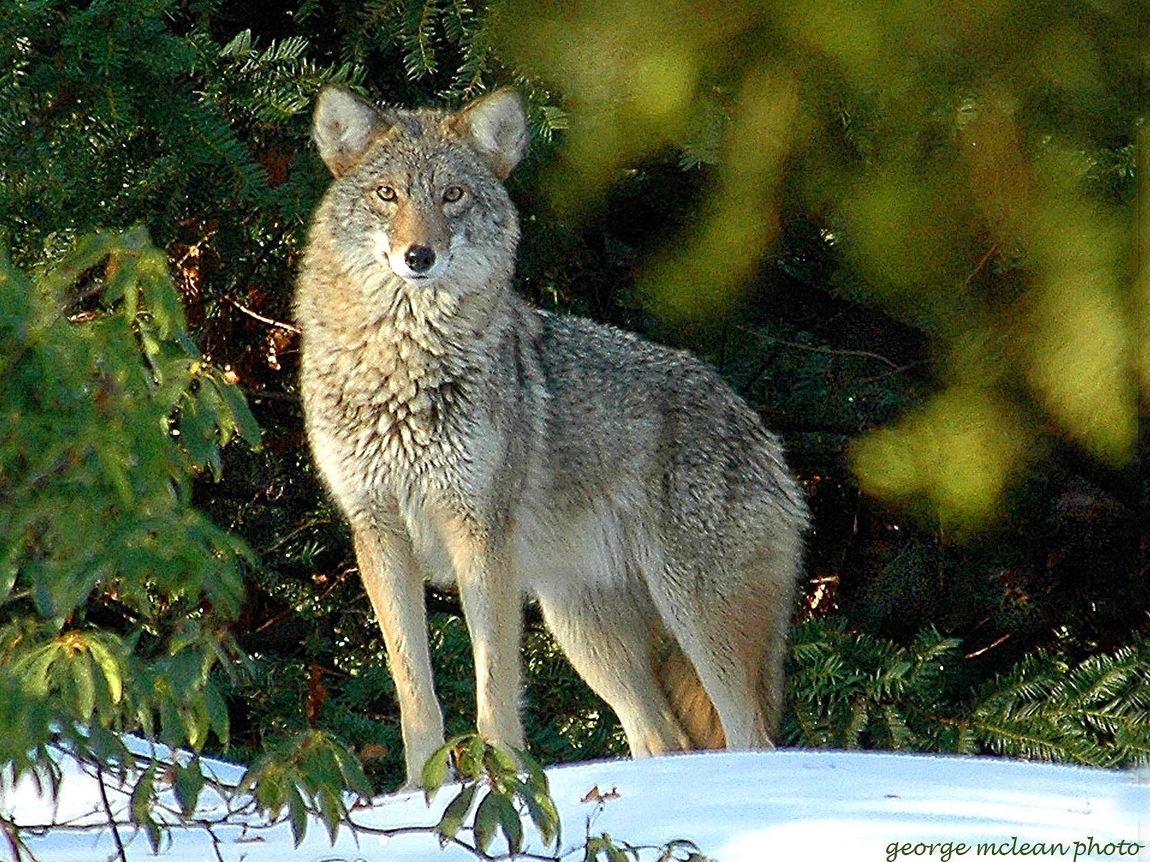 A coyote stands in the snow, surrounded by pine boughs, looking right at the camera.
