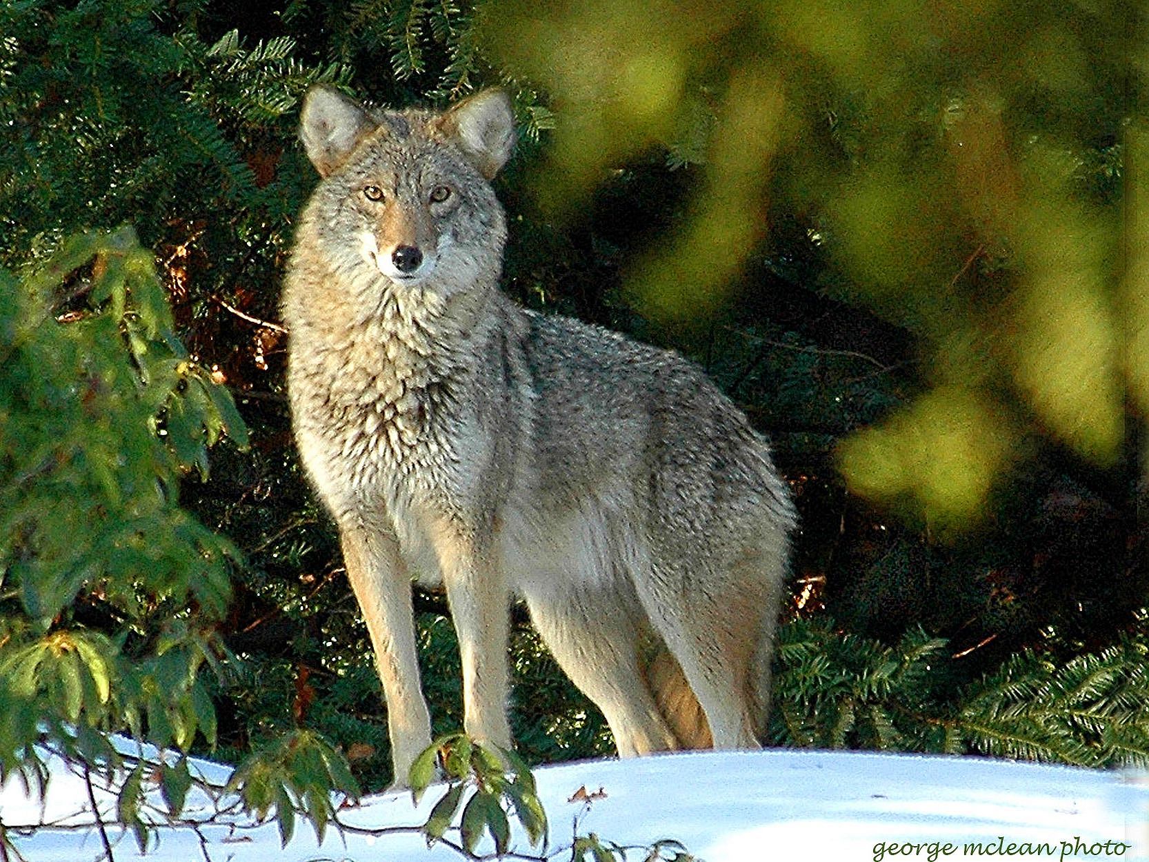 Coyote-PhotoCredit-McLean