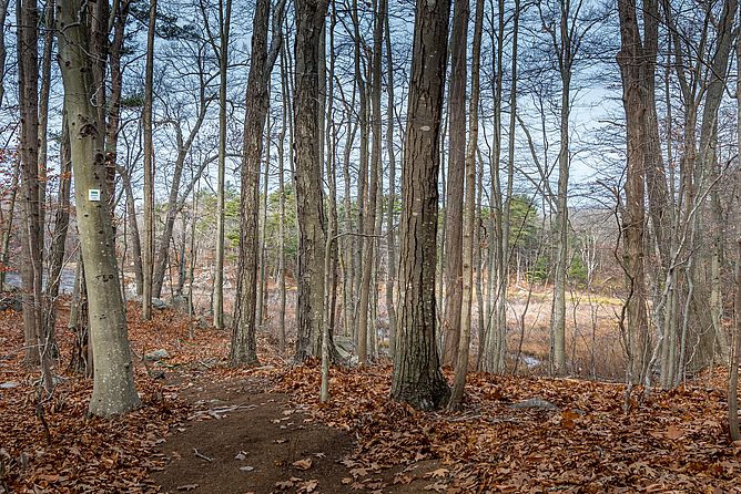 Annisquam Woods