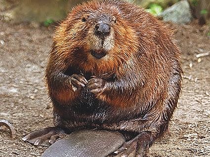 American Beaver