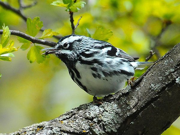 small, black and white striped feathered bird with thin black beak
