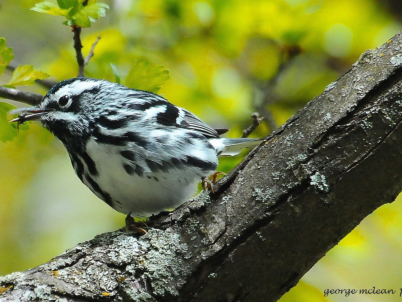 Rarified Air – One Passionate Birder's Big Year Quest