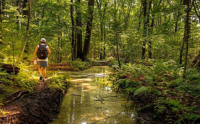 Lynnfield Woodlot