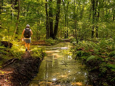 Lynnfield Woodlot