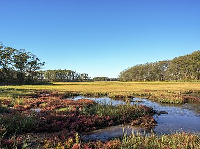 Rough Meadows