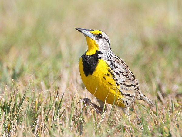 a yellow and black bird in a field