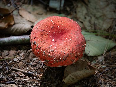 Elmlea Woods Mushroom