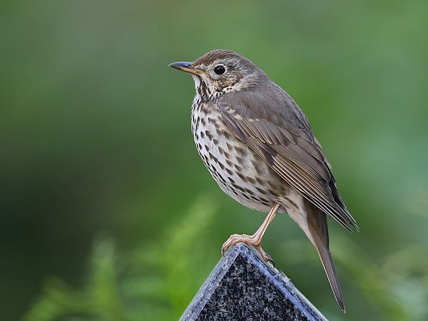 Wood Thrush