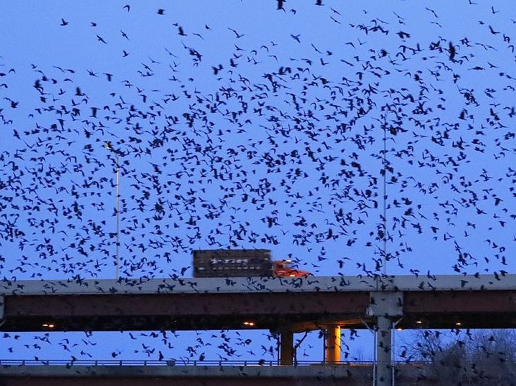 Thousands of birds flock across the evening sky, with a truck on a bridge in the background to show the scale of the flock.