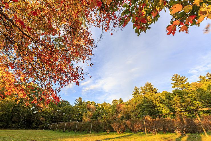 Blueberry farm on Vineyard Hill in Topsfield, Massachusetts.