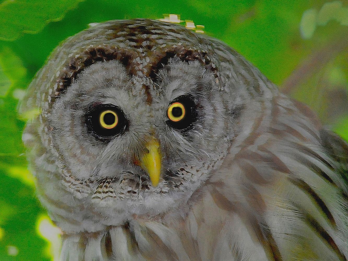 Eyes on Owls - Owls Up Close at the Cox Reservation