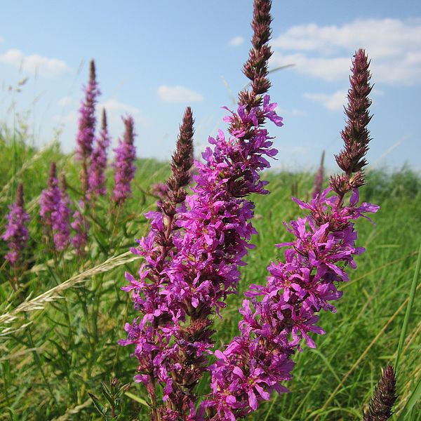 Purple Loosestrife