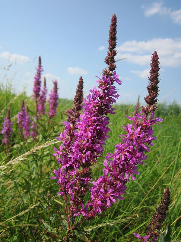 Purple Loosestrife