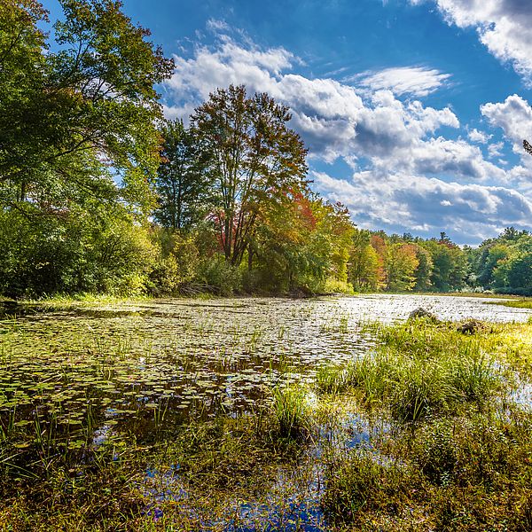 Artichoke River Woods