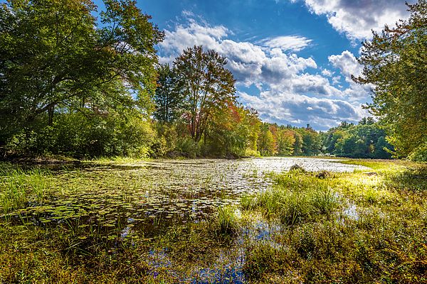 Artichoke River Woods