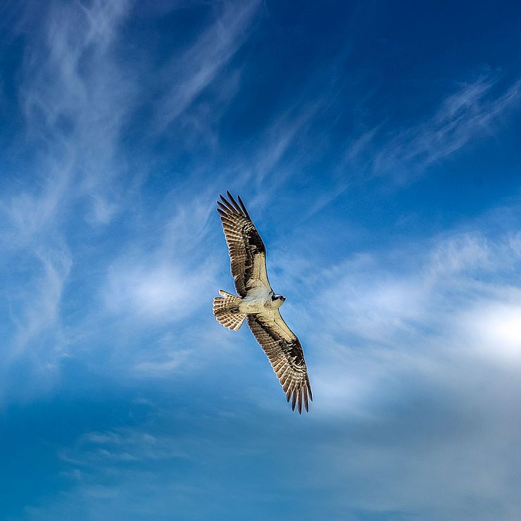 Osprey in flight