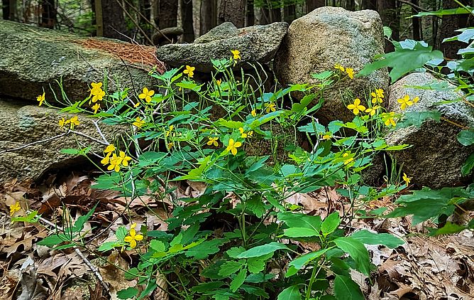 Carter Reservation