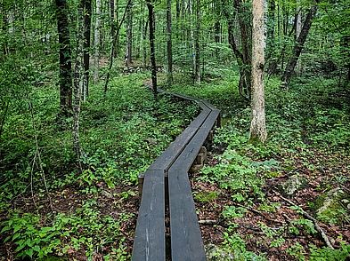 South Street Woodlots