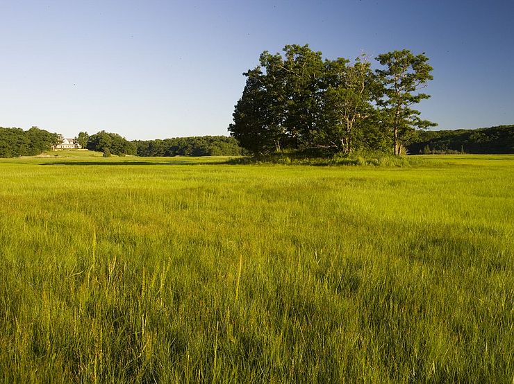 Salt Marsh