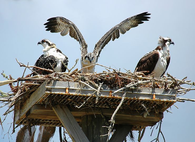 Osprey