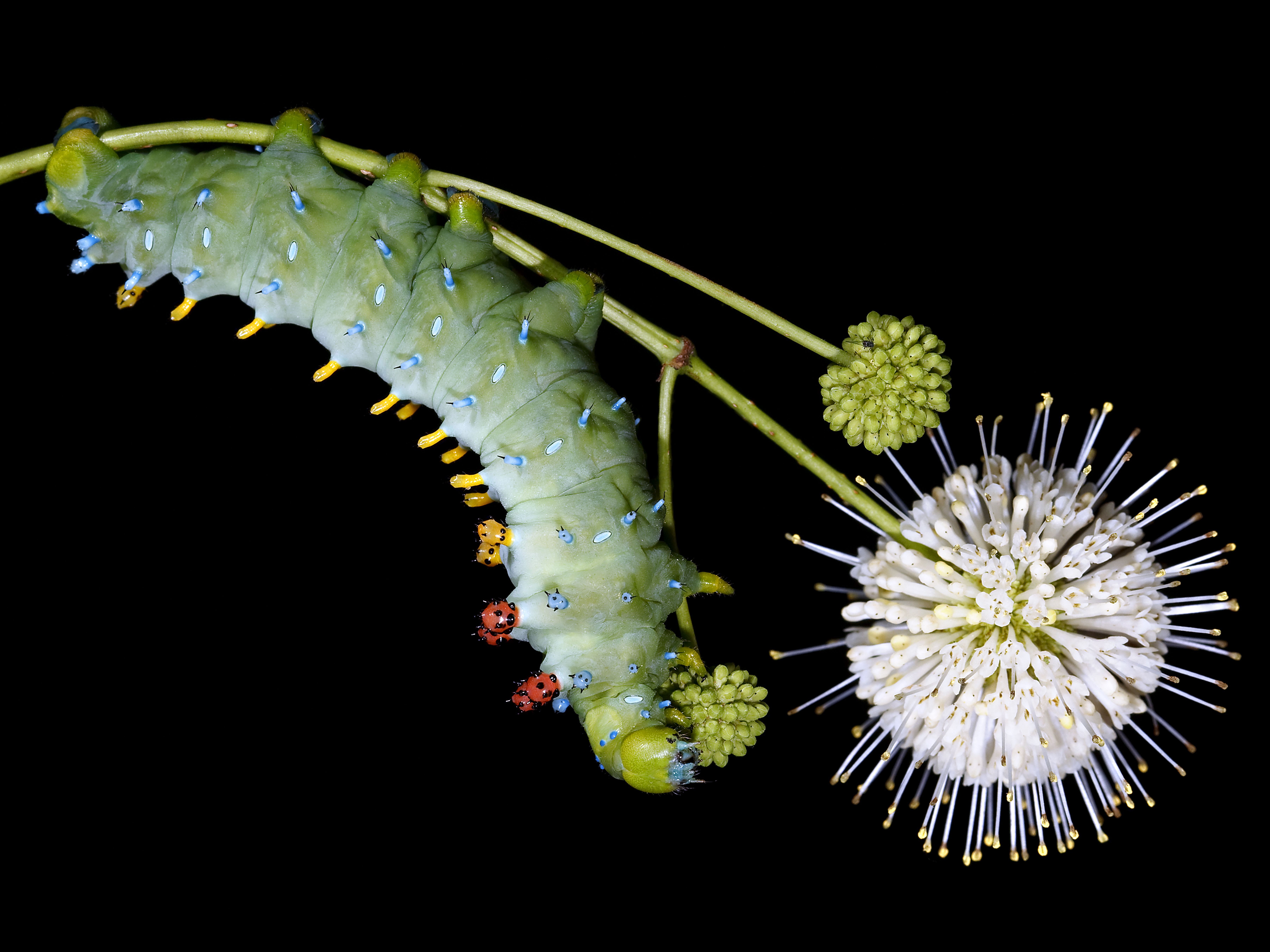 A juicy-looking green and yellow caterpillar hangs upside down from a tiny, fluffy flower, on a black background