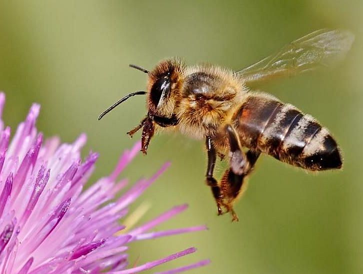 Honey Bee on Milk Thistle