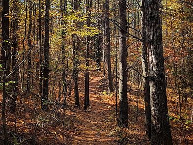 Mehaffey Farm Trail