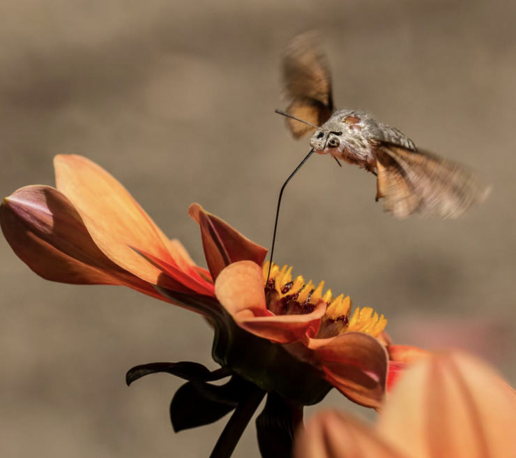 Moth Getting Nectar from Flower