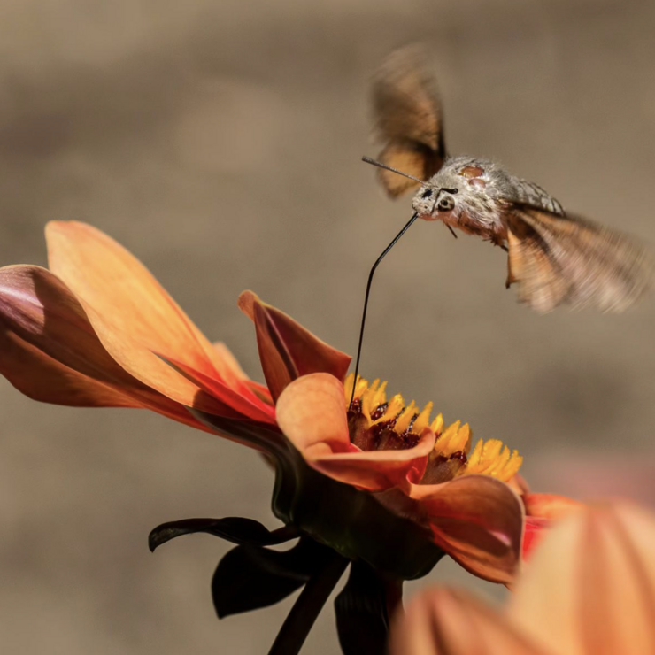 Moth Getting Nectar from Flower