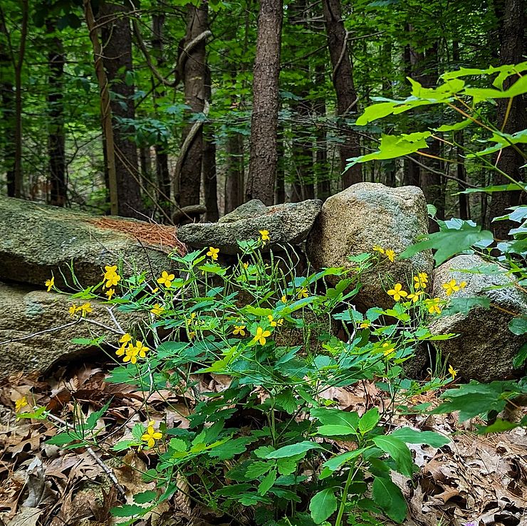 Carter Reservation Stone Wall