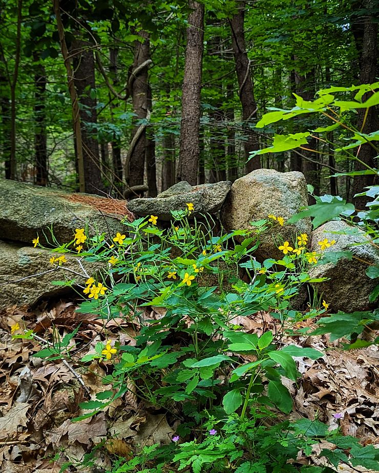 Carter Reservation Stone Wall