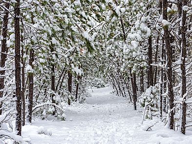 Woodland Acres Snow