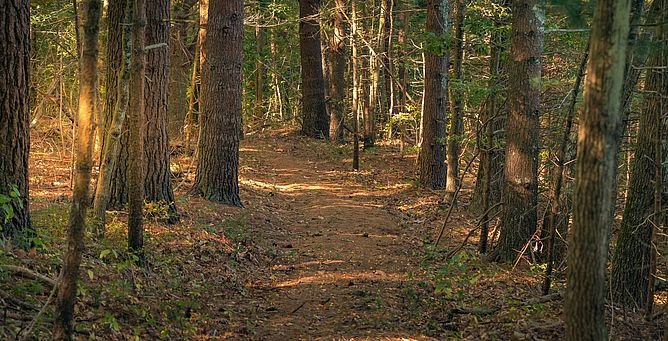 Mehaffey Farm Trail