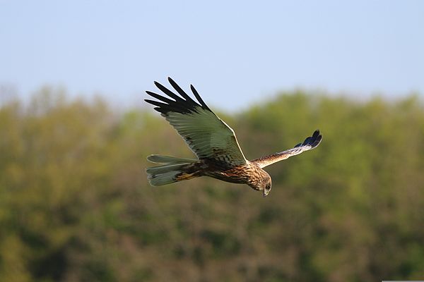 Northern Harrier