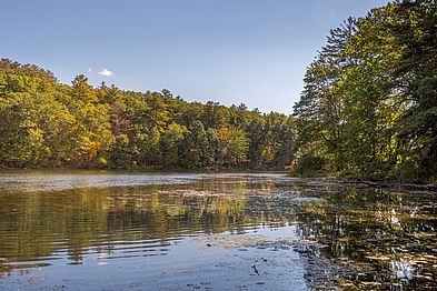 Artichoke River Woods