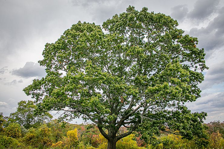 Donovan Sagamore Hill Reservation