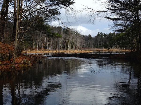 Pond surrounded by forest