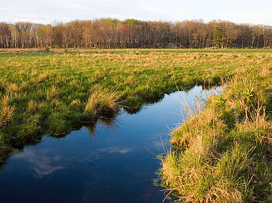 Wet Meadows