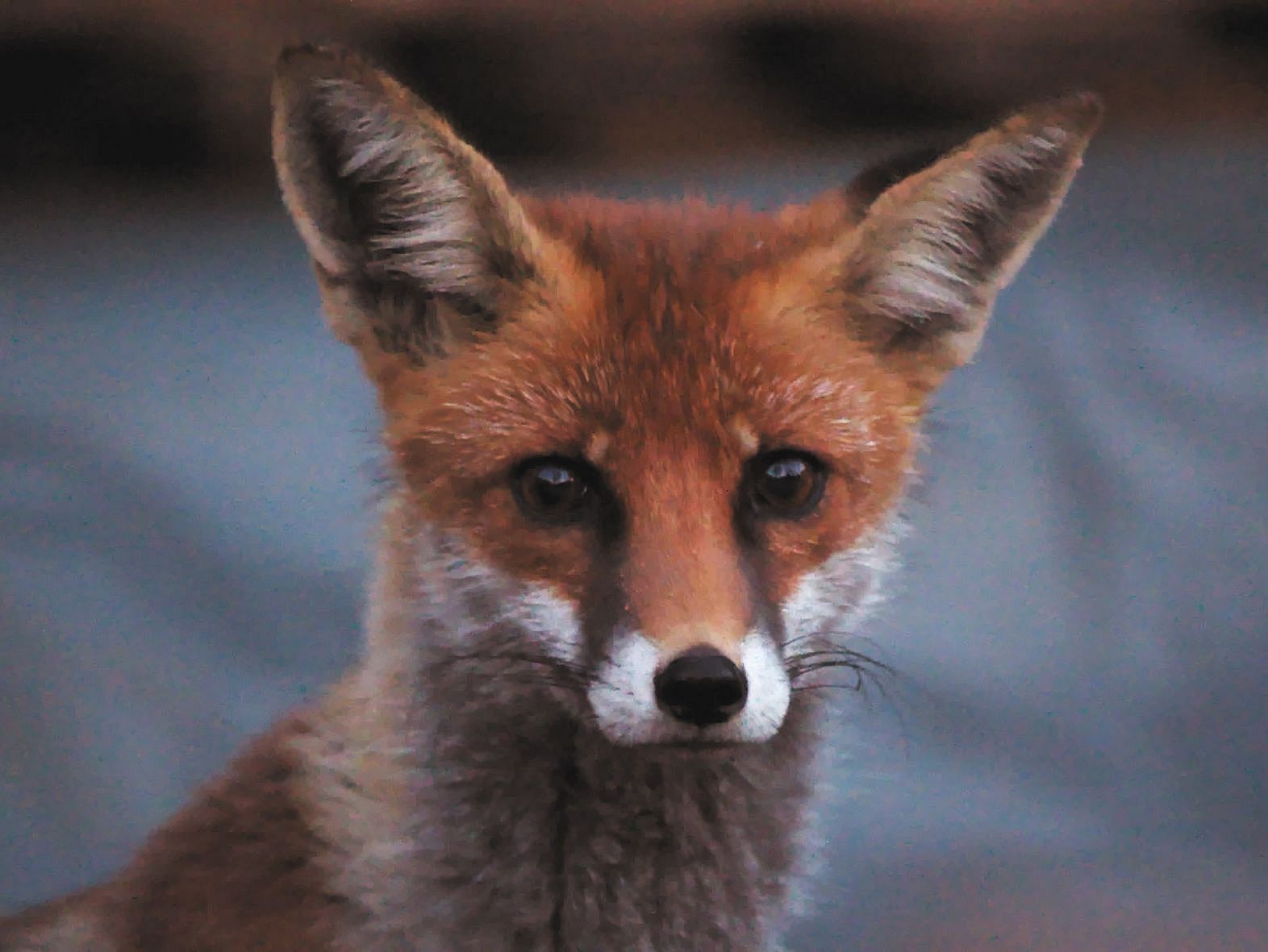 Nature's Cleanup Crew - Image 1 A red fox, with its ears perked, peers at the camera.