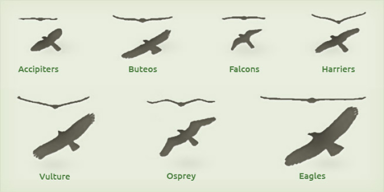 a chart of similar bird outlines to help identify and Osprey