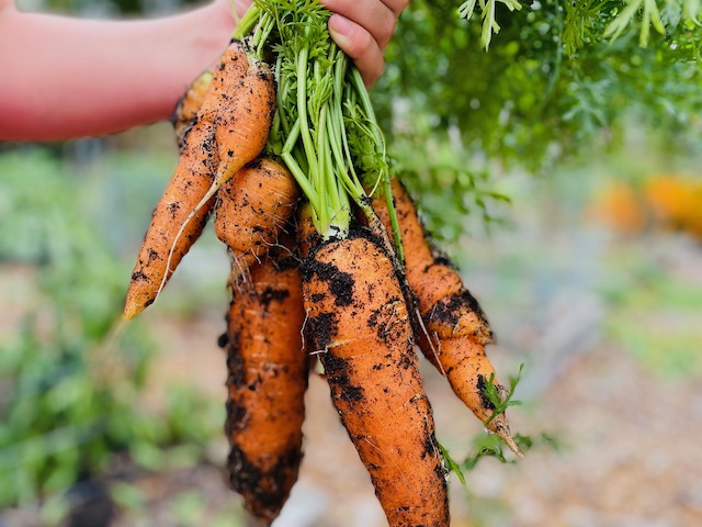 Fresh-picked Carrots