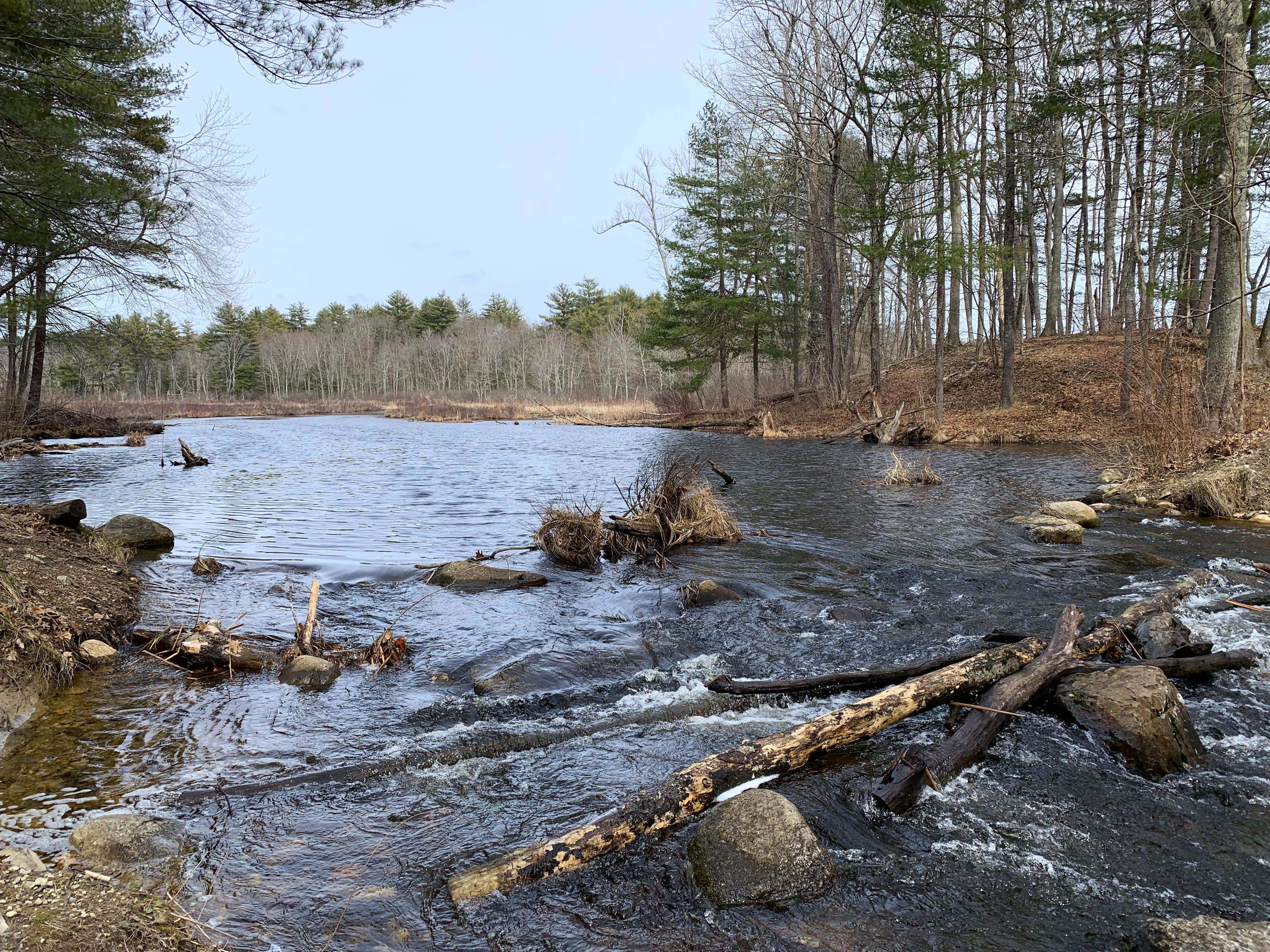 East Meadow River flowing over fallen logs and river rocks