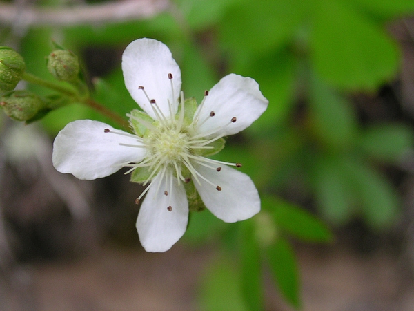 three-toothed cinquefoil