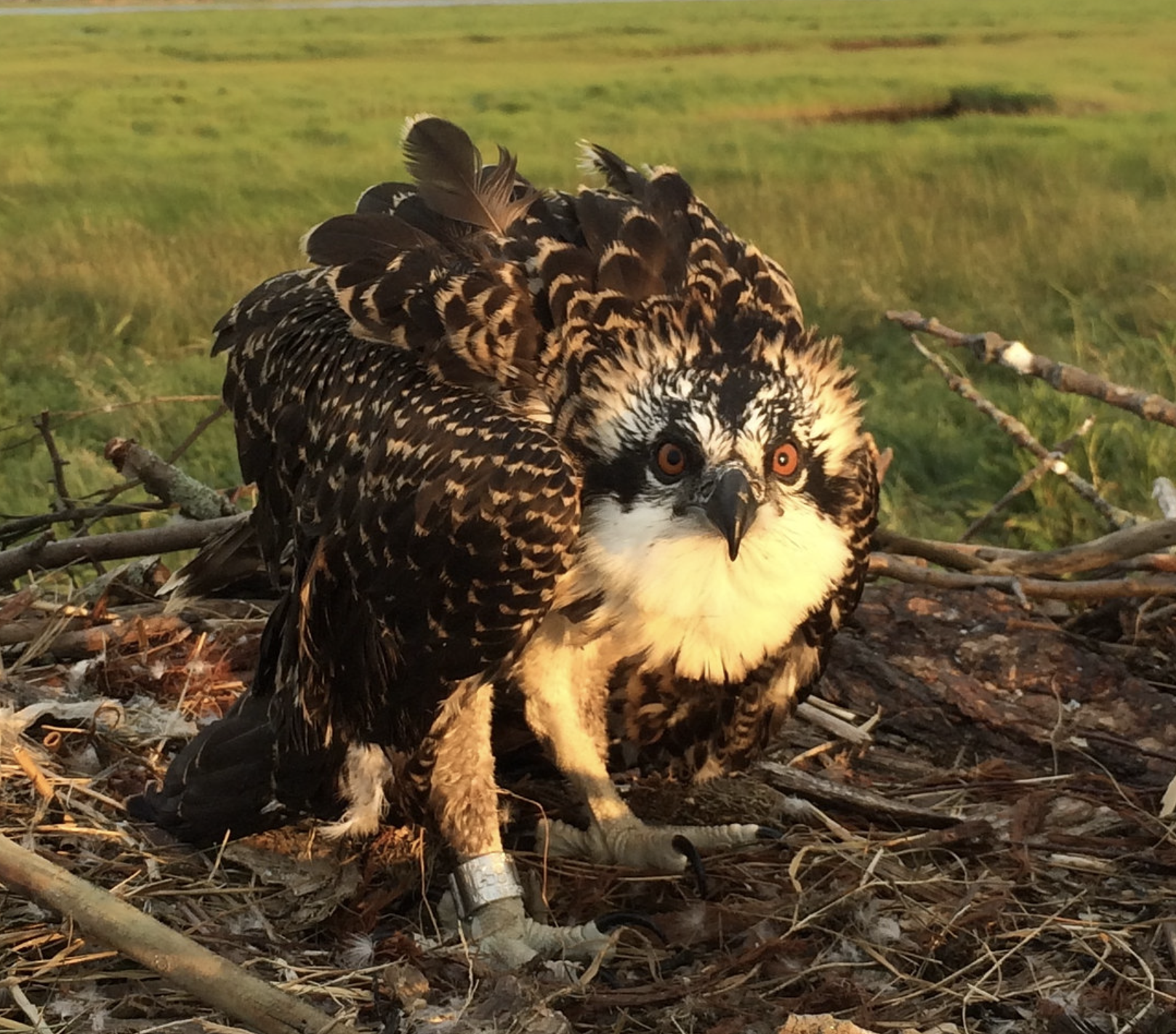 Ospreys in Nest on Marsh