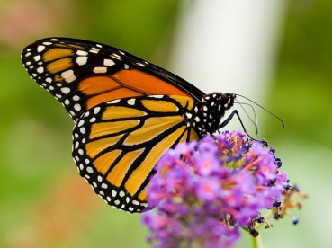 monarch_butterfly.jpg