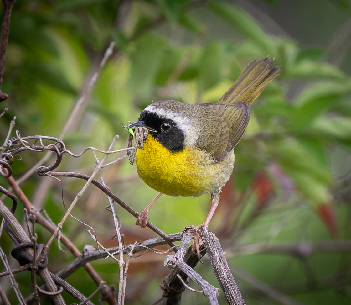 Common Yellowthroat - June Bird-of-the-Month