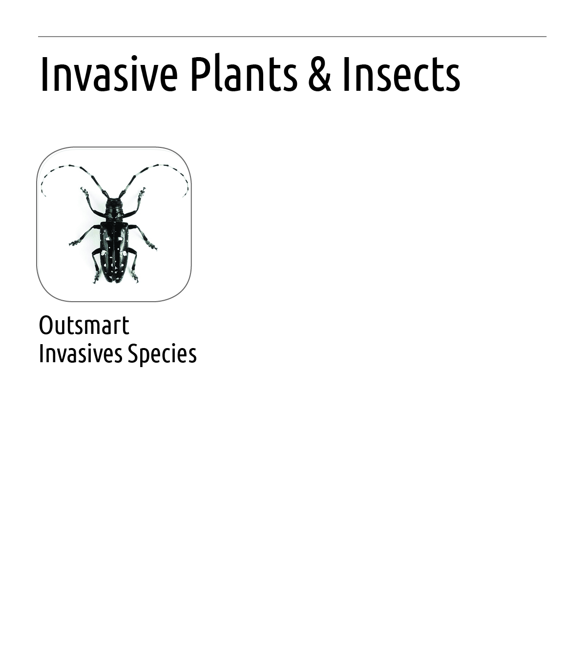 Greenbelt_InvasivePlants_InsectsApps.jpg